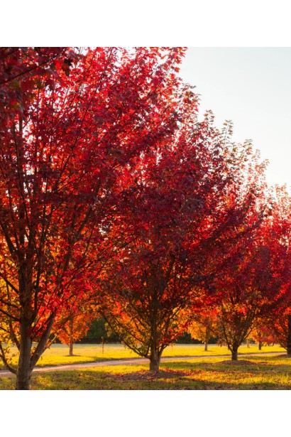 Пірамідальний клен фрімані Джефферсред з красивою корою.